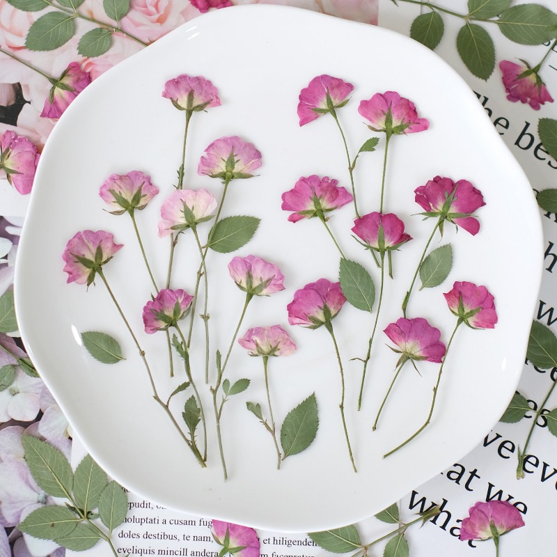 12pcs,Real Mini Rose Pressed F - Resin Art Rose Petals 评论和价格