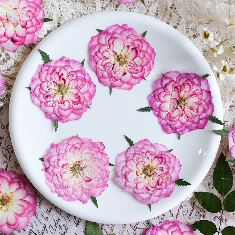 6pcs,Natural Rose Lotus Presse - Resin Art Rose Petals 评论和价格