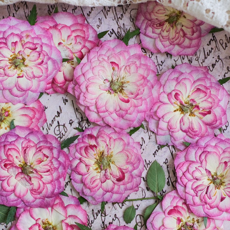 6pcs,Natural Rose Lotus Presse - Resin Art Rose Petals 评论和价格