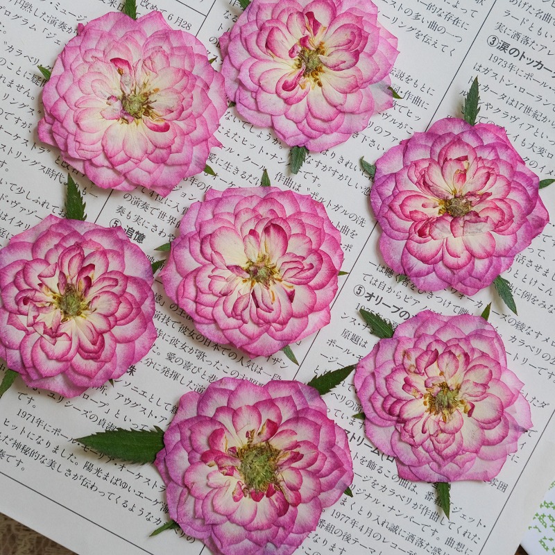 6pcs,Natural Rose Lotus Presse - Resin Art Rose Petals 评论和价格
